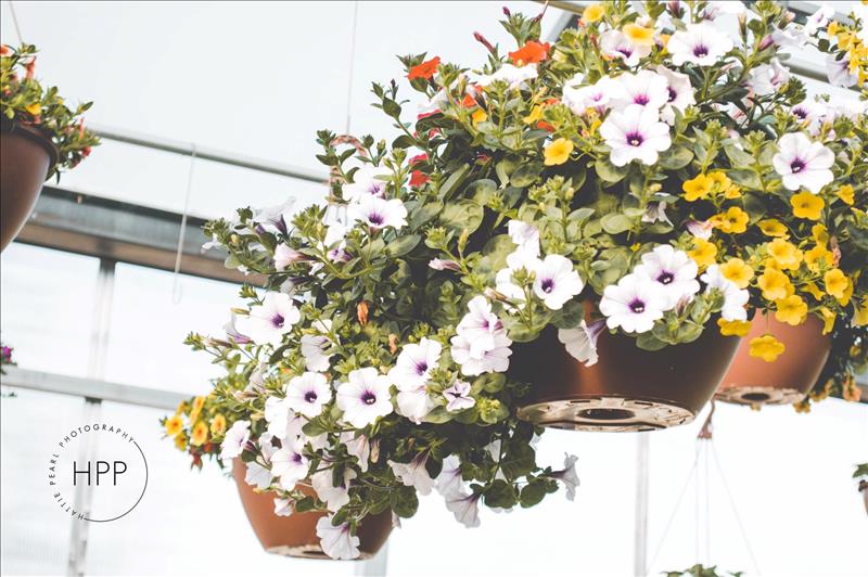 Homestead Greenhouse Crofton, KY